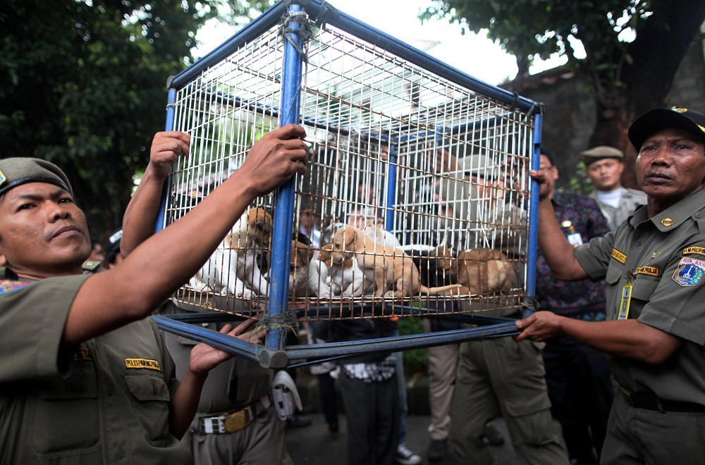 Mengenal Bahaya Penyakit Rabies Kompaspedia