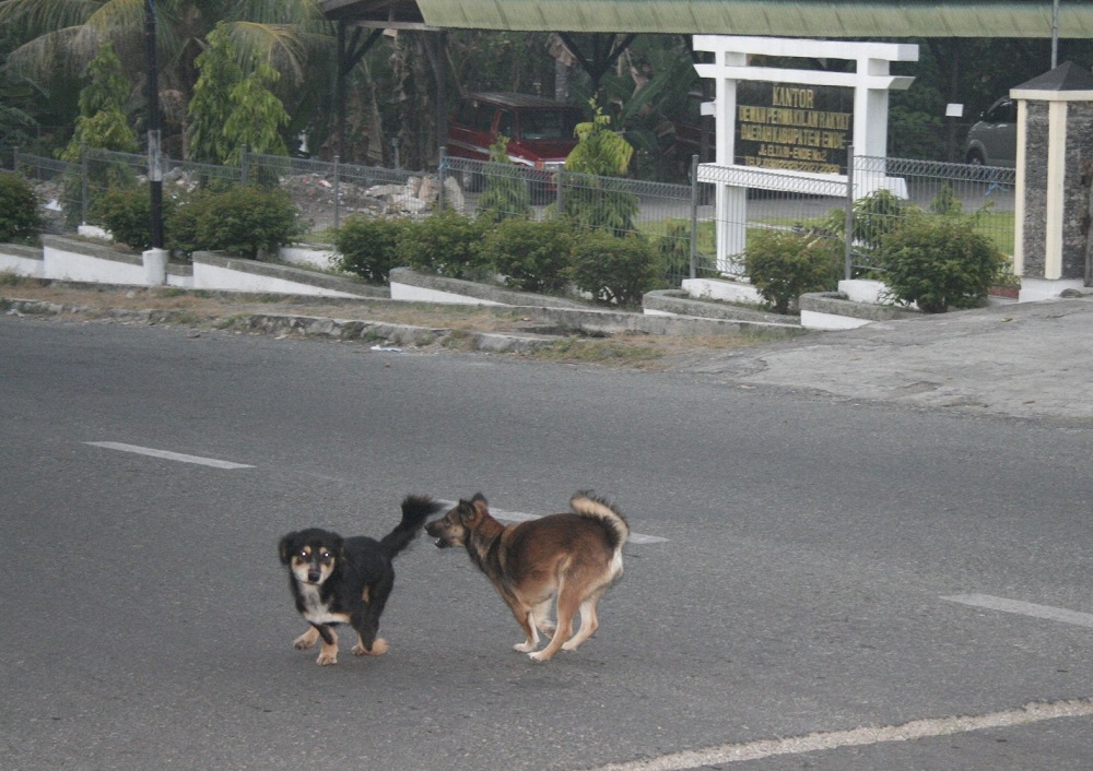 Mengenal Bahaya Penyakit Rabies Kompaspedia