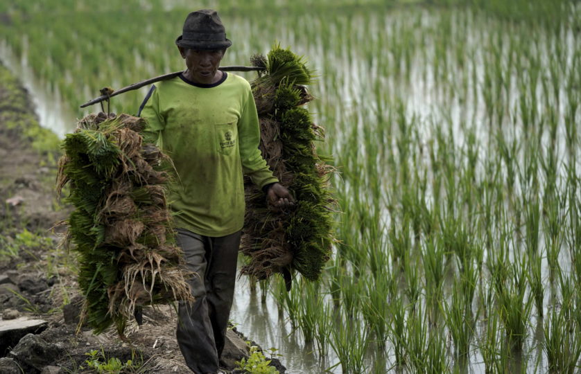 Petani Indonesia Dalam Pusaran Zaman – Kompaspedia