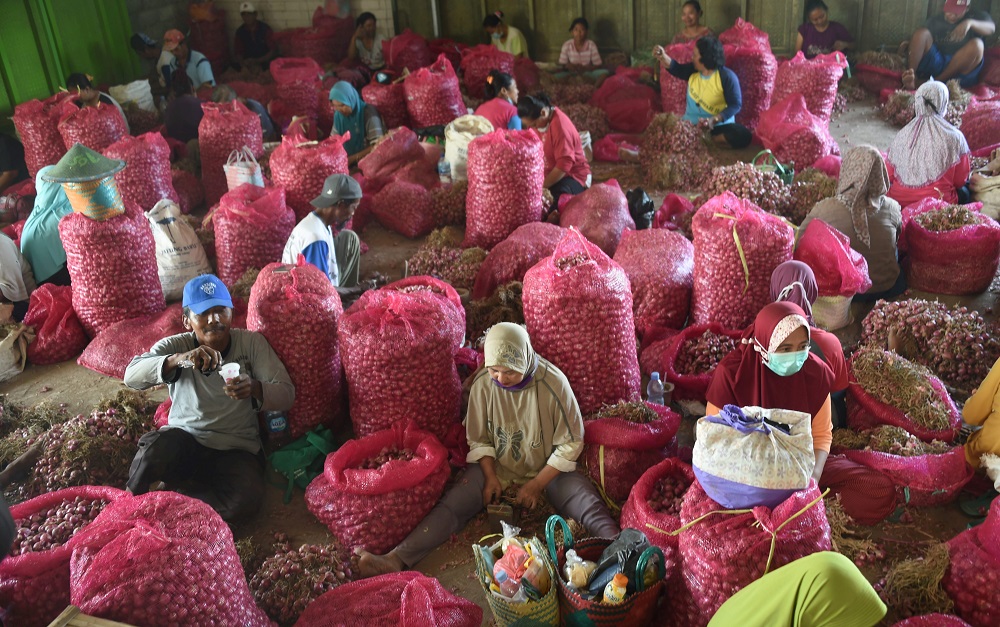 Komoditas Bawang Merah Sejarah, Manfaat, Sentra Produksi, EksporImpor