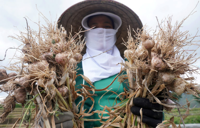 Komoditas Bawang Putih: Sejarah, Manfaat, Produsen Dunia, Sentra ...